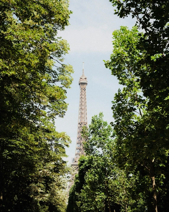 the eiffel tower stands very tall above the trees