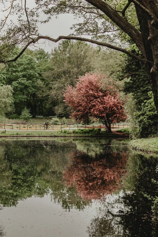 a tree in the middle of a park by a pond