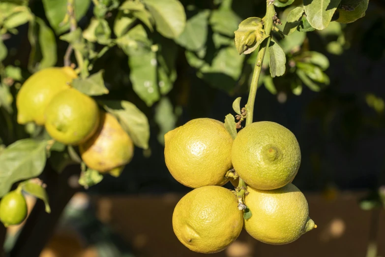 a lemon tree with some yellow fruit hanging from the nches