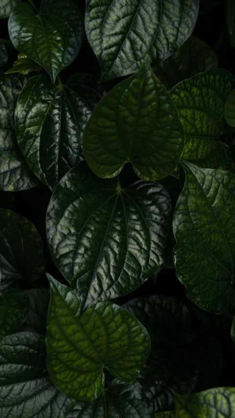 close up of some leafy plants with green and white leaves