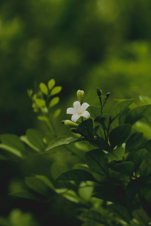 a small white flower is blooming among green leaves