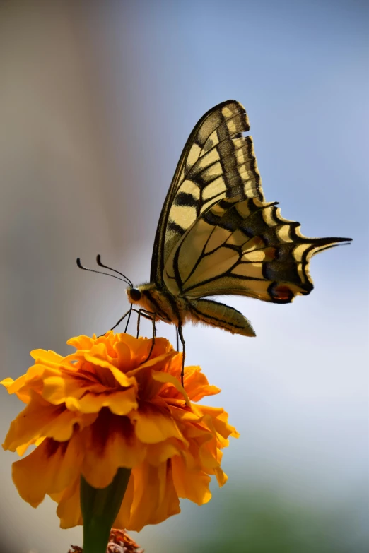 the large erfly is sitting on the bright orange flower