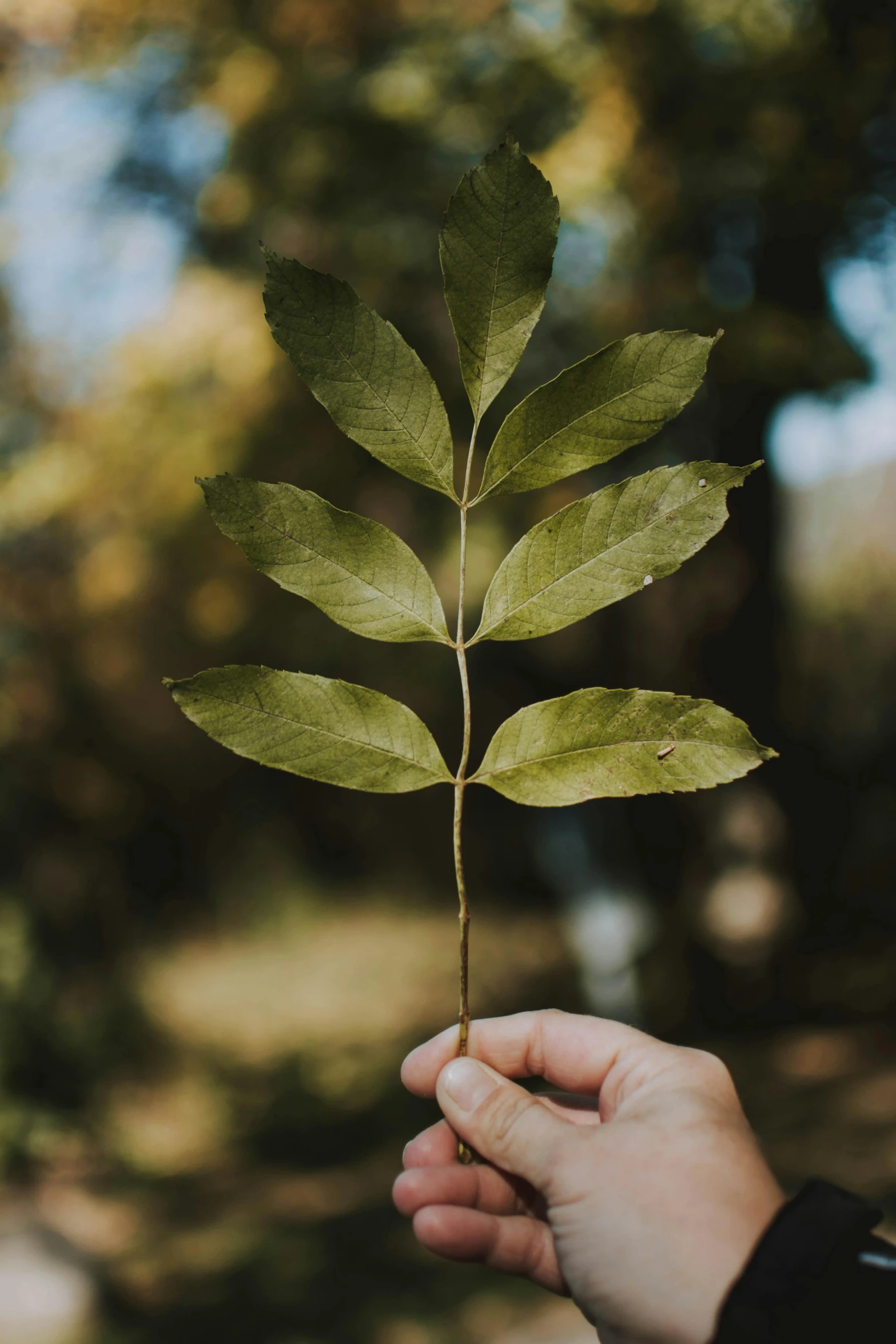 a person's hand holding onto a tree sprout