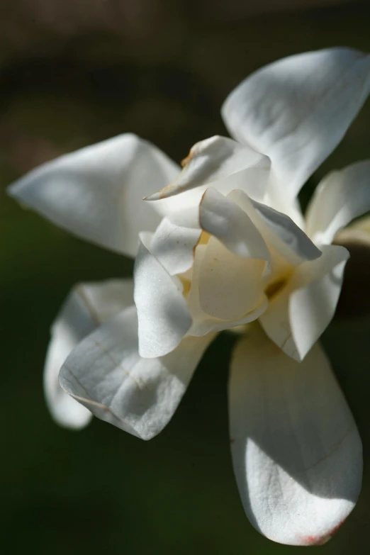 a white flower with yellow stamen on top