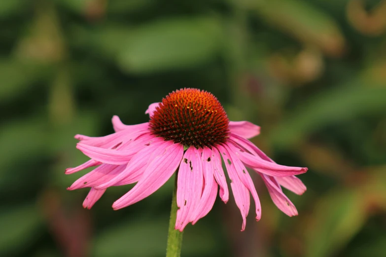 an image of a flower that is blooming