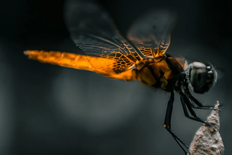 a yellow dragonfly is perched on top of a leaf