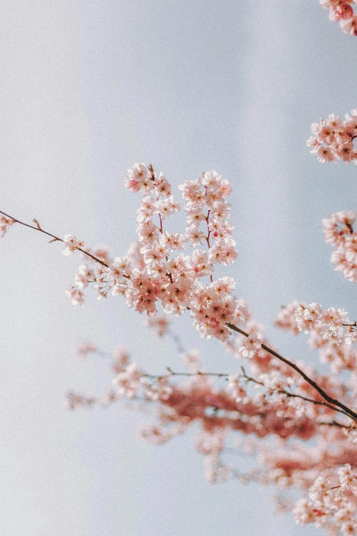 a po of some pink flowers on some trees