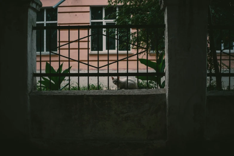 a cat that is sitting down in a fence