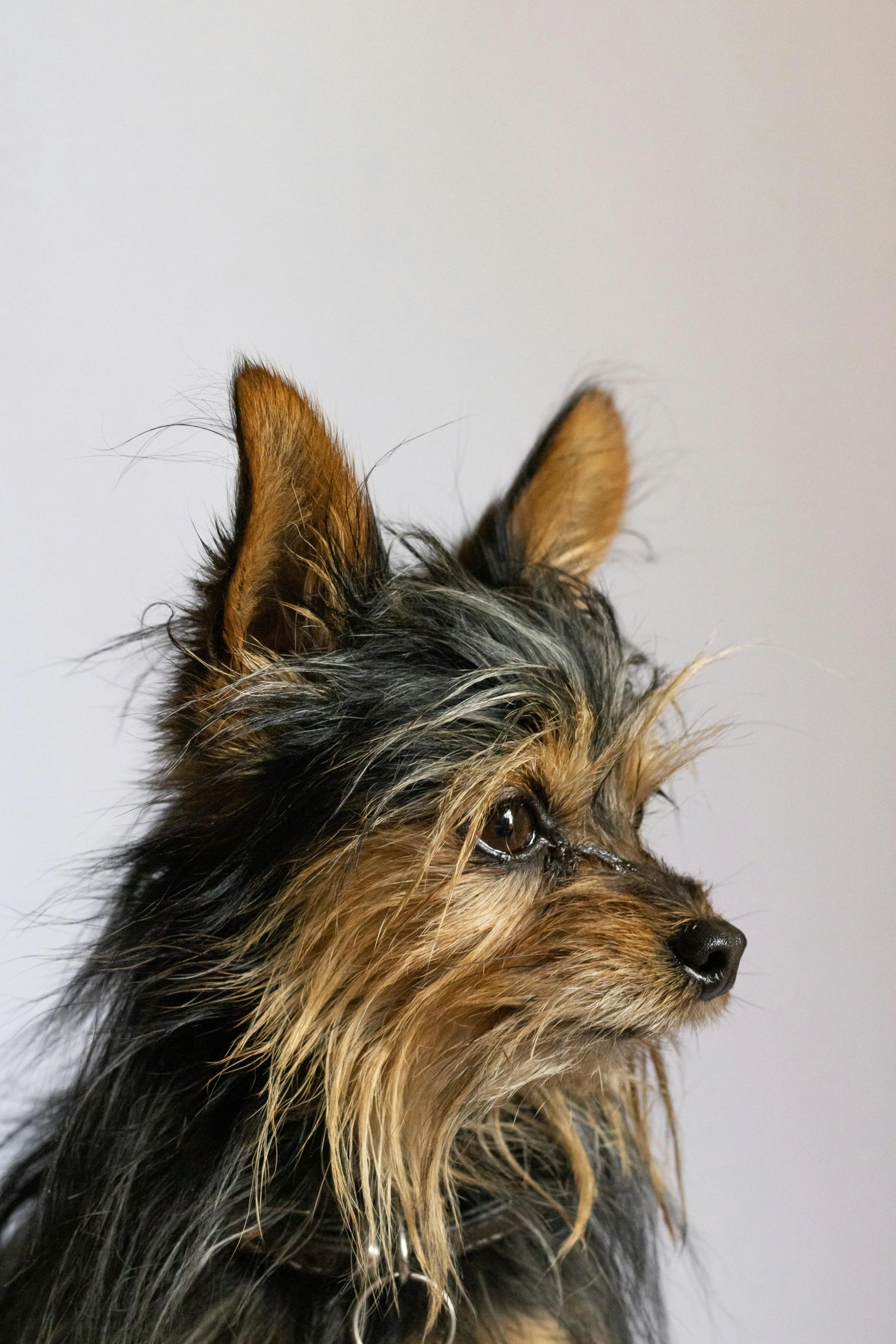 a brown and black dog sits next to a wall