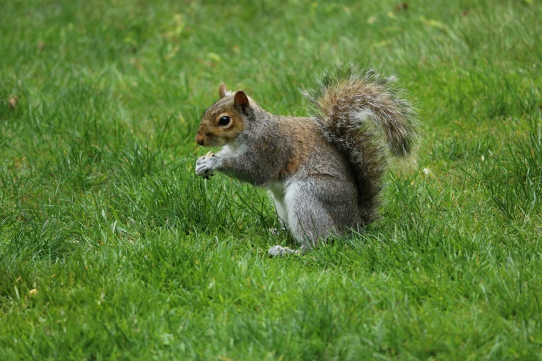 a squirrel eating grass in the middle of a field