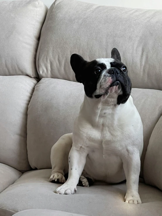 a dog sitting on a couch with his front paws up