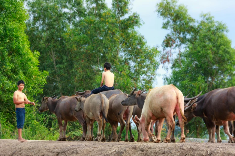 a group of men herding animals across a field