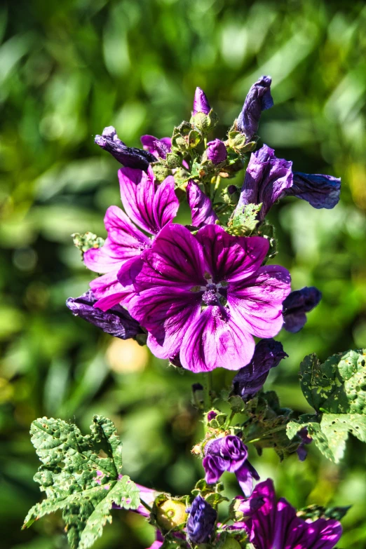 the large purple flowers are blooming in the field