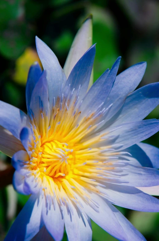 blue and yellow flower with yellow center among greenery