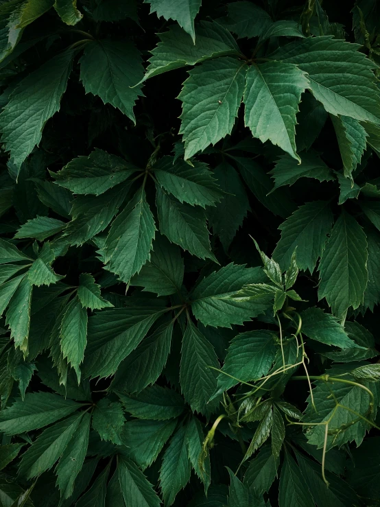 green leaves are growing up on the tree