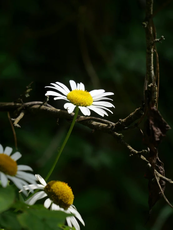 some white flowers that are by a tree