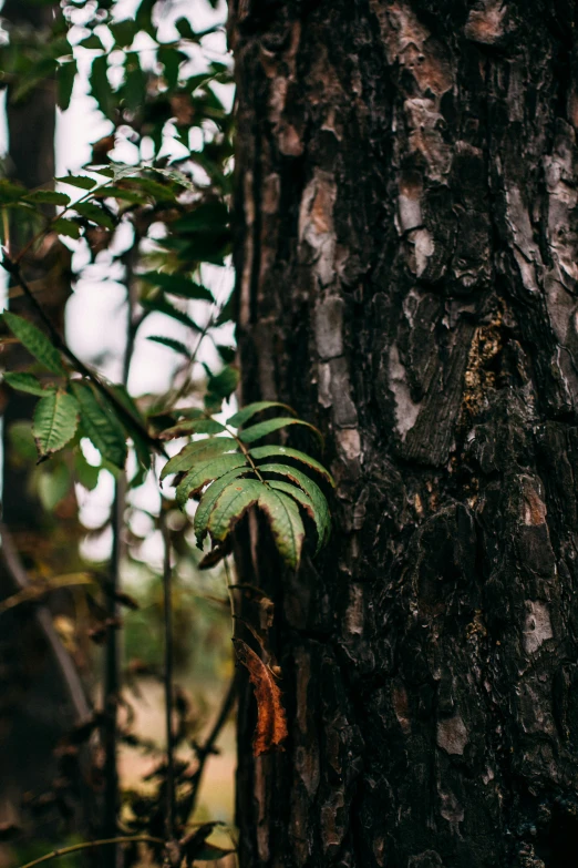 a small green plant on the side of a large tree