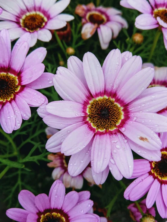 the flowers are blooming very nicely with water droplets