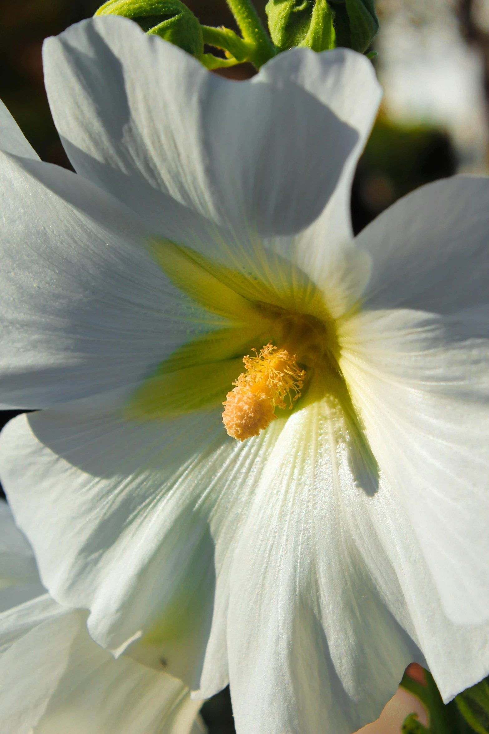 a large white flower with a yellow center