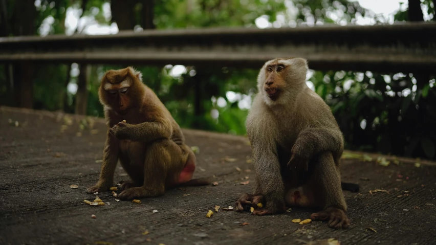 two monkeys sitting next to each other on a dirt area
