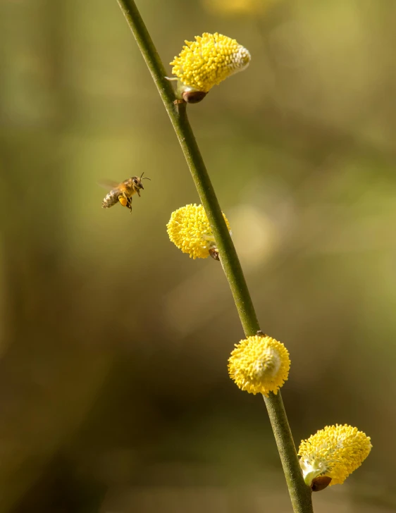 a bee flying away from some yellow flowers