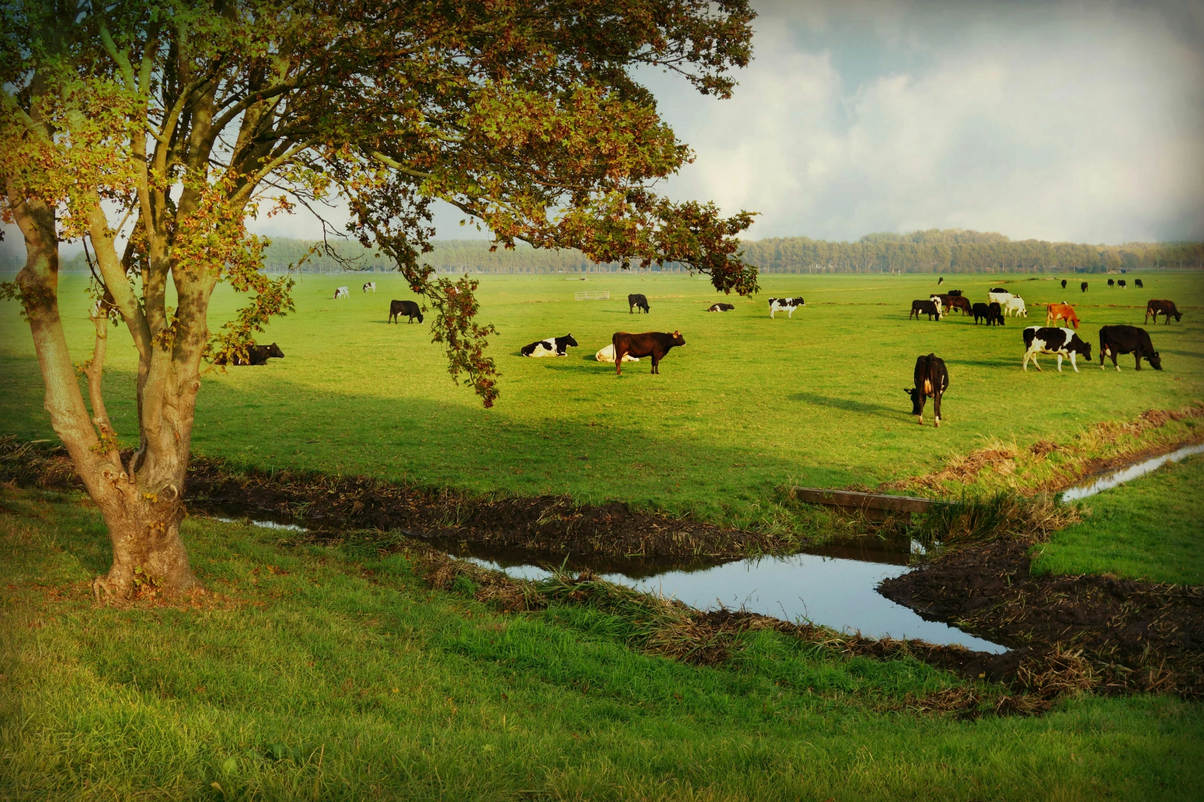 a large field with a number of cattle on it