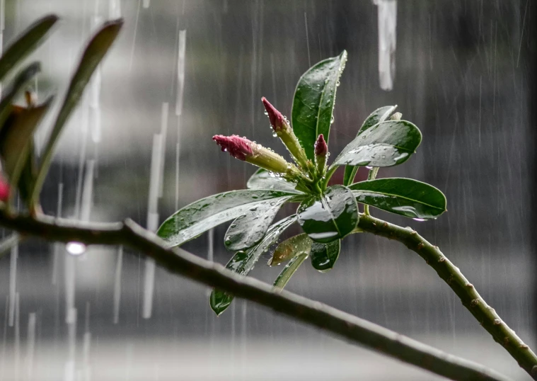 a flower on a nch in the rain