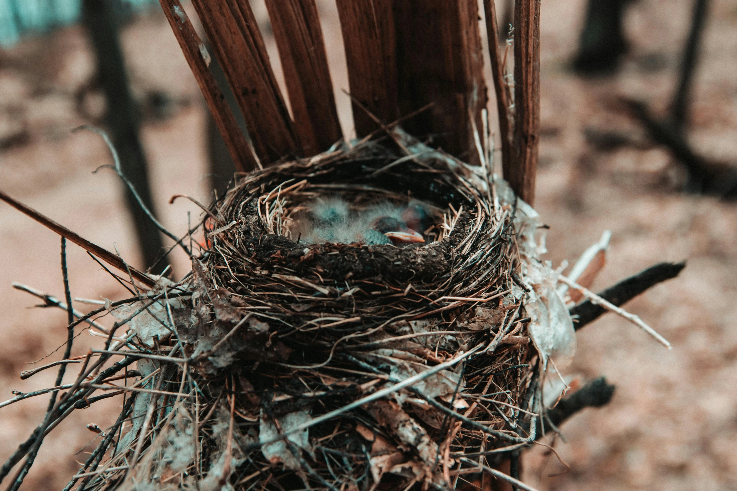 a bird nest is seen with no leaves on it