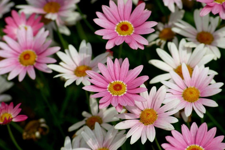 a small cluster of daisies in a field