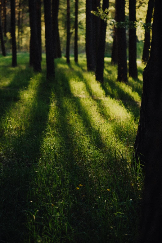 the sun shines through trees with long shadows