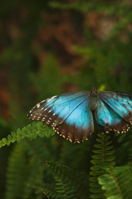 a blue erfly is flying through the green leaves