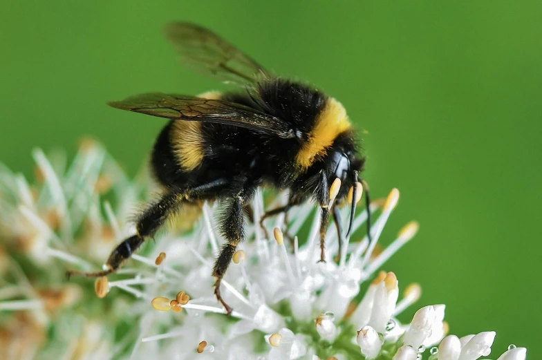 the bum is on the flower with its head near the edge