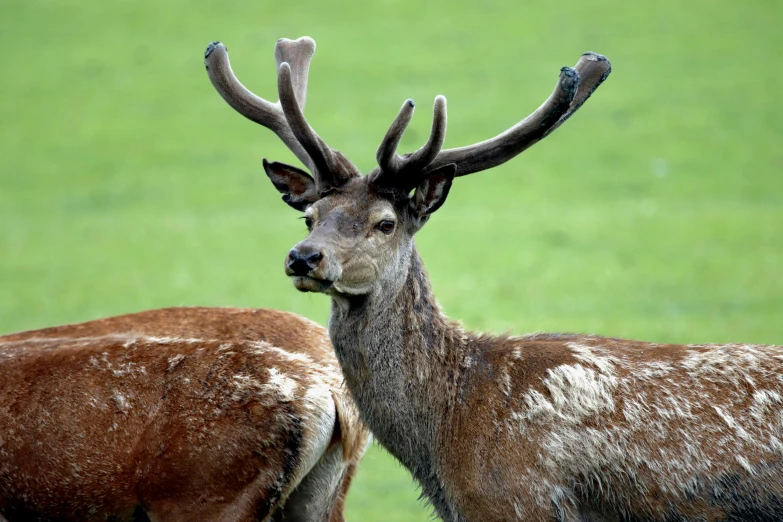 two brown deers with antlers on a green field