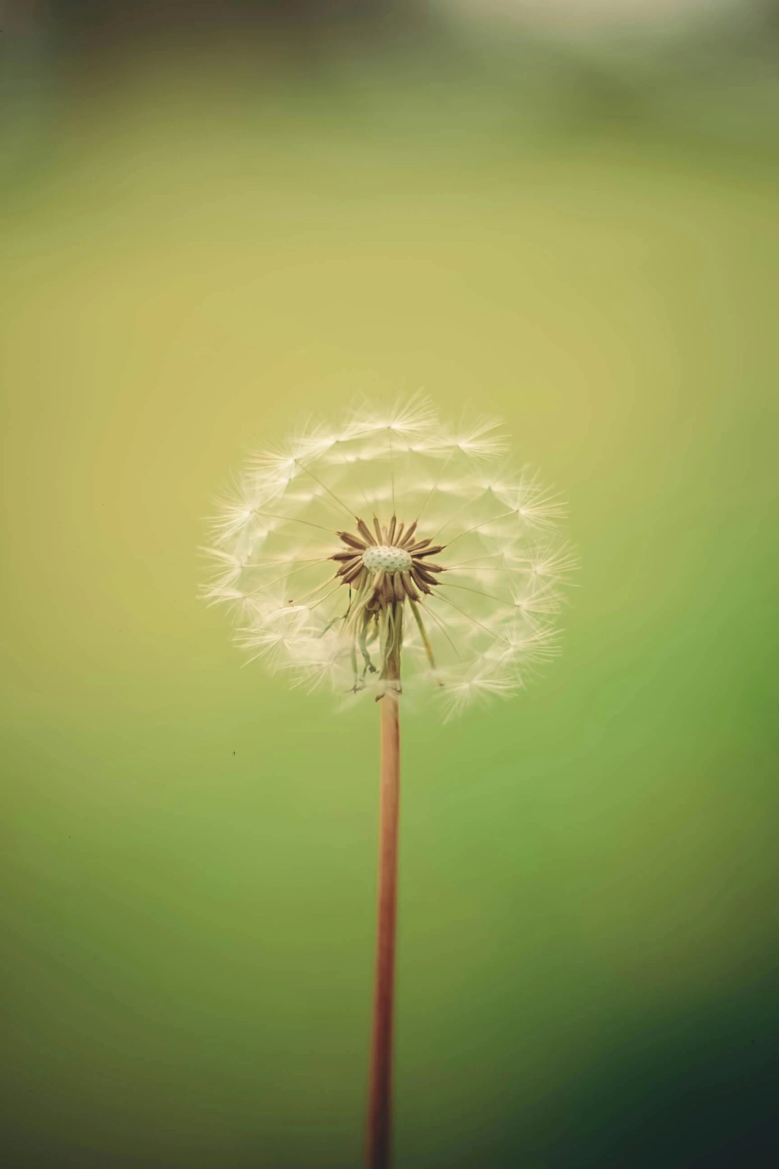 dandelion blowing across a green background in spring