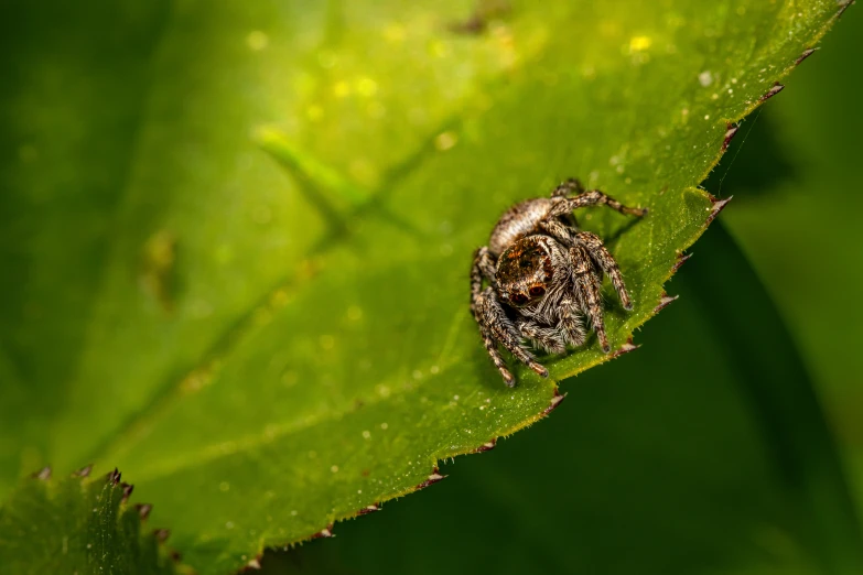 a spider sitting on a leaf of a tree