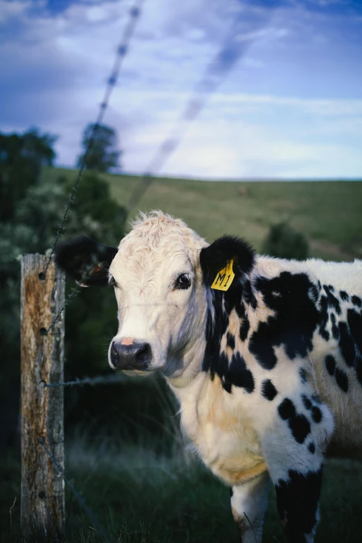 a spotted cow is standing in front of a barbed wire fence