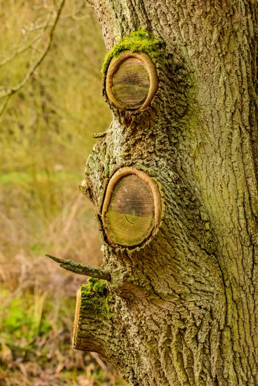 this is the bark of an old oak tree