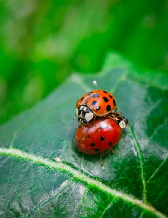 two large colorful lady bug sitting on a leaf