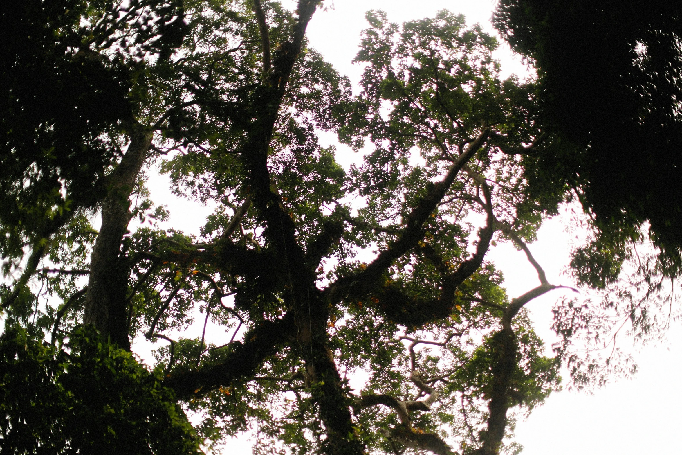 trees with a bird on the top of them