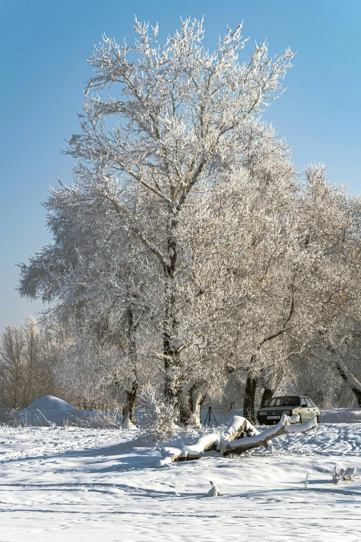 a white snowy landscape with a bench in the foreground