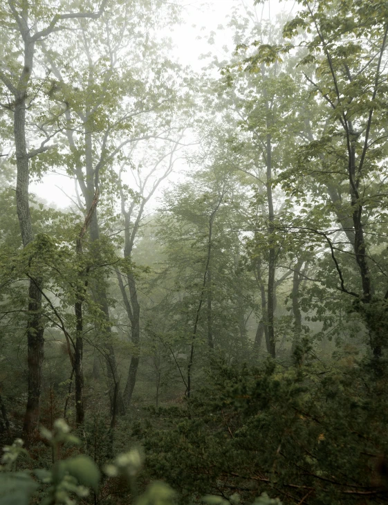 view from behind a forest looking up at the trees and leaves