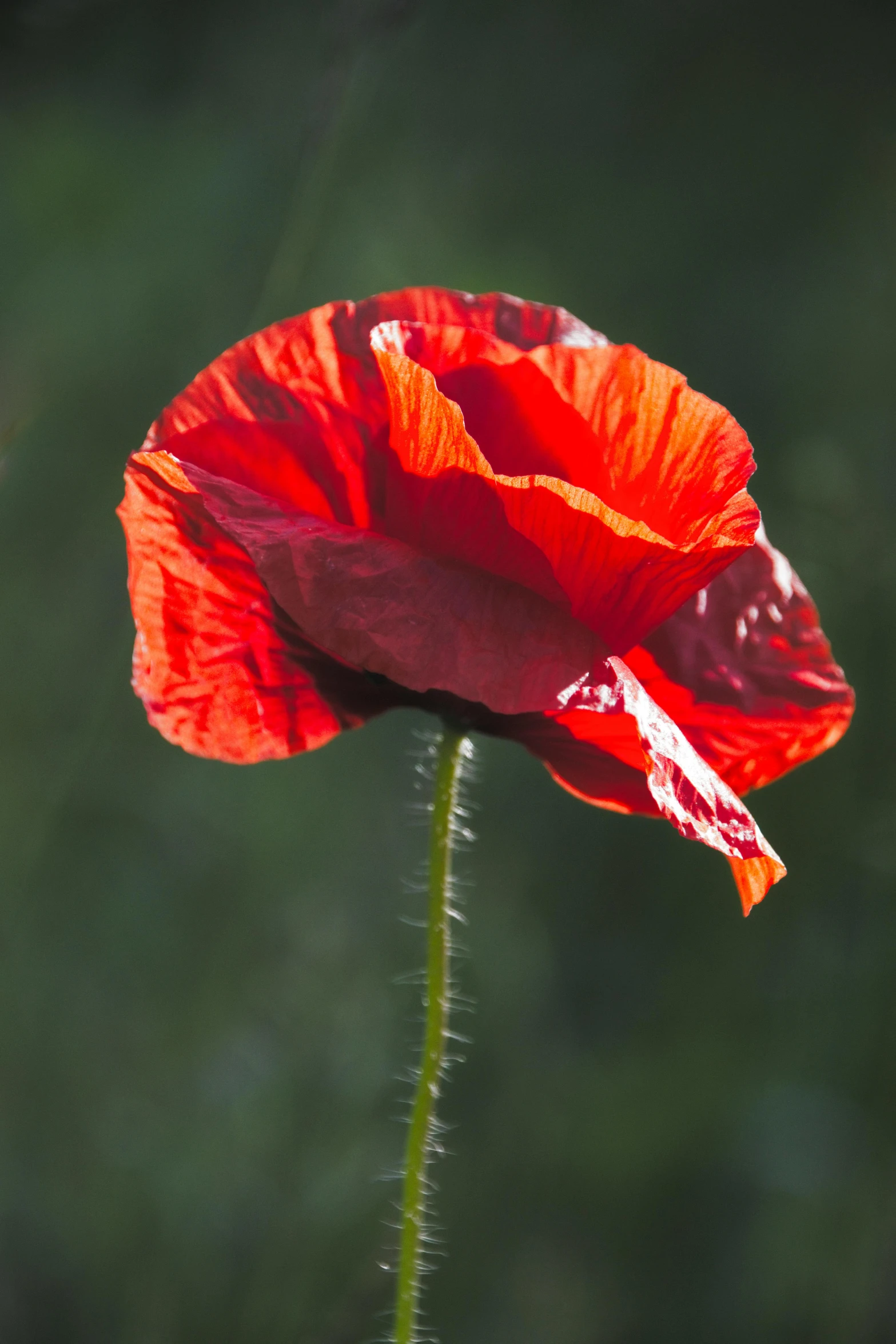 a lone flower is sitting on the tip of a stem