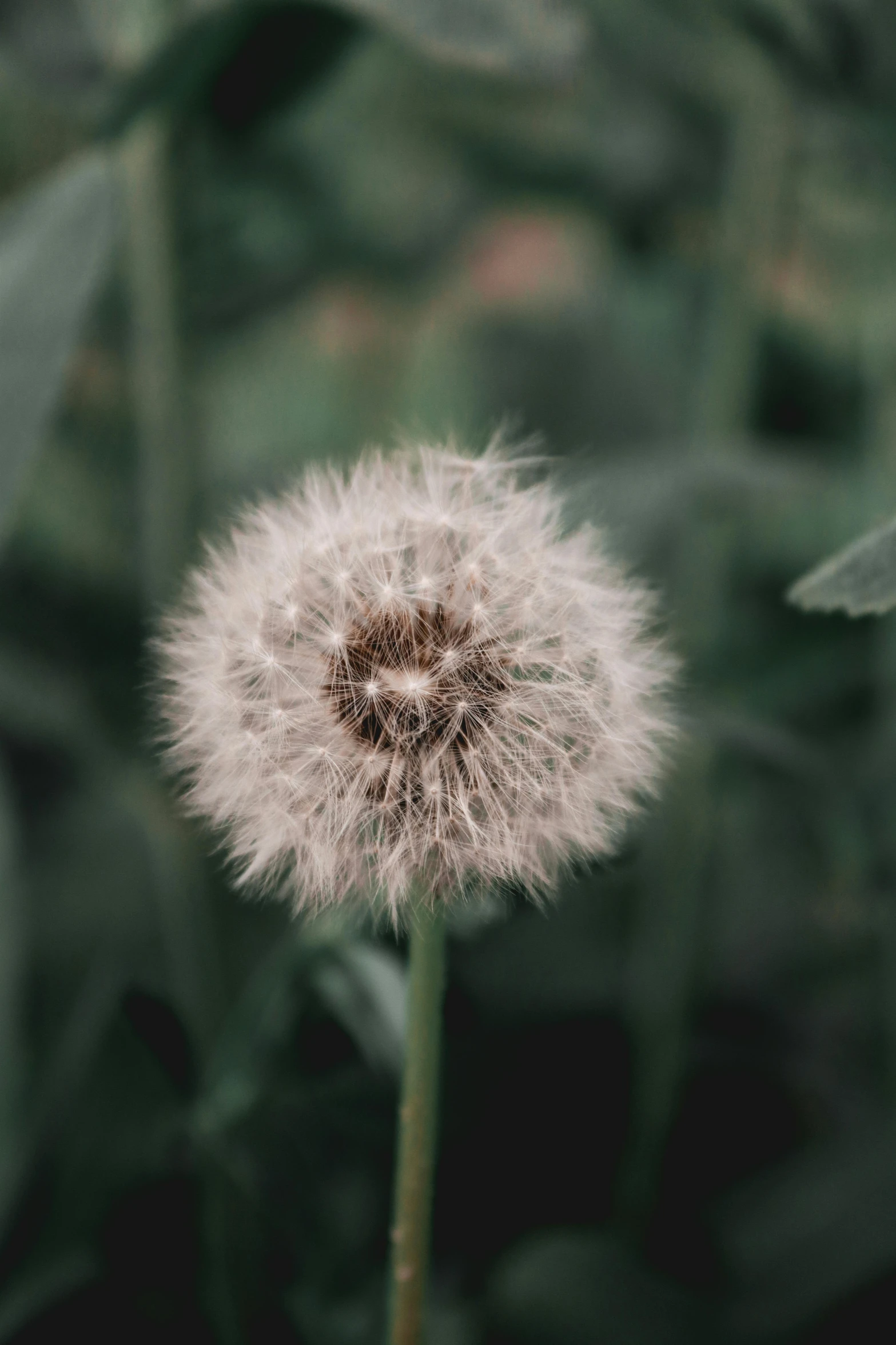 this is a small white dandelion outside