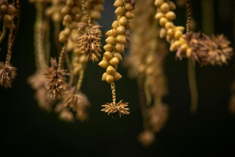 a bunch of green and yellow flowers hanging from hooks