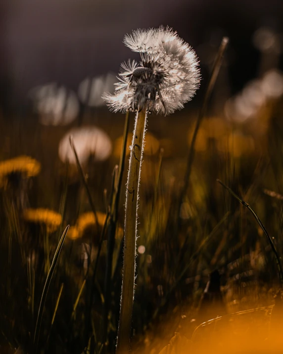 there is a single flower sitting on a field