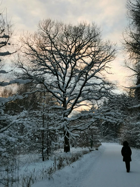 a lone person is walking on a path in the snow near a tree