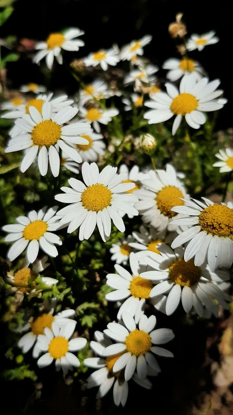 daisies in the garden, in the sunlight