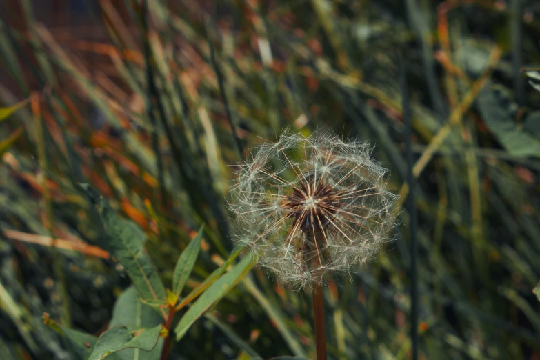 the dandelion seeds are flying off of the large, thin flower