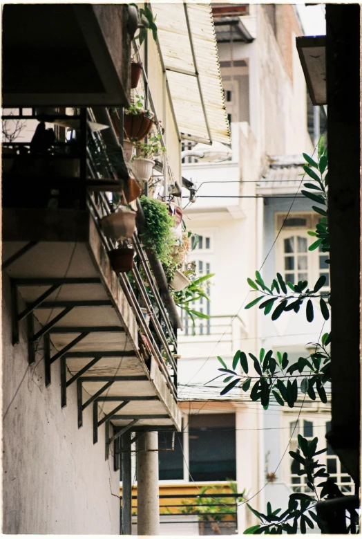 a bunch of potted plants are growing on a balcony