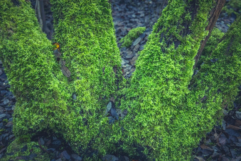 a close - up po shows a green tree that has very large, small nches